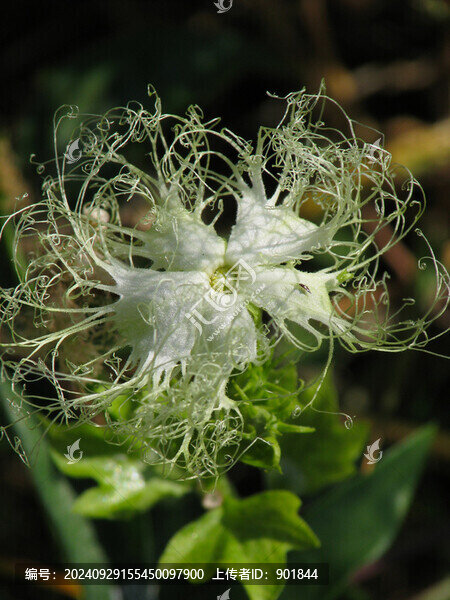 中華栝樓的開(kāi)花期