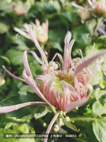 菊花菊展