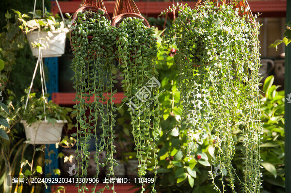 佛珠情人淚多肉植物吊蘭