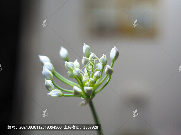 盛開的韭菜花