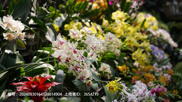 蝴蝶蘭鴻運多頭多種花卉