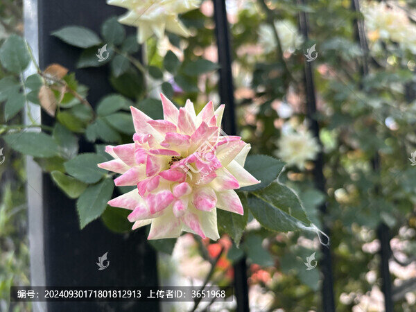 庭院外的月季花