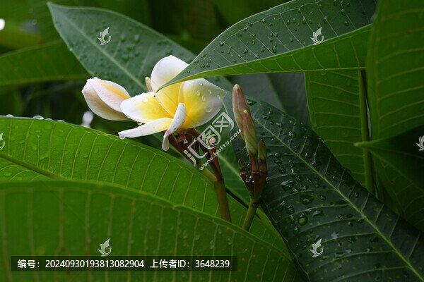 雨中雞蛋花清新綻放