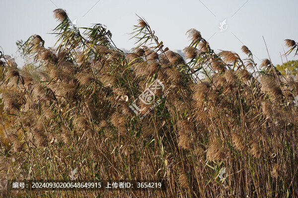 蘆葦蕩