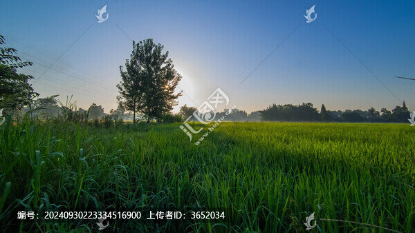 清晨陽光