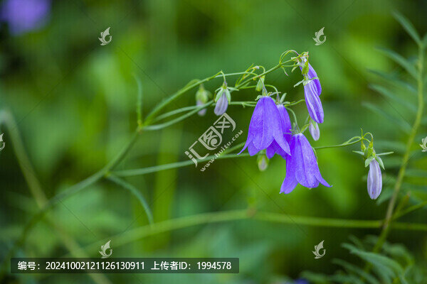 沙參
