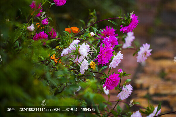 翠菊花