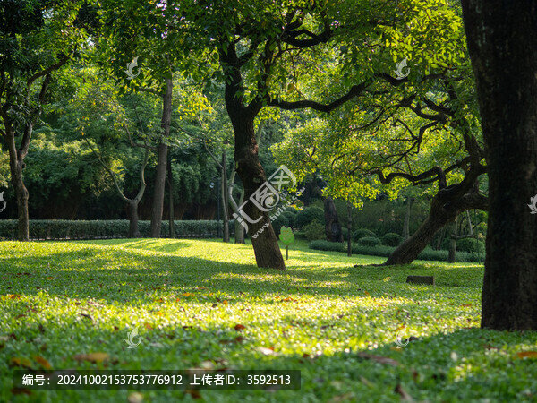 陽光下的草地