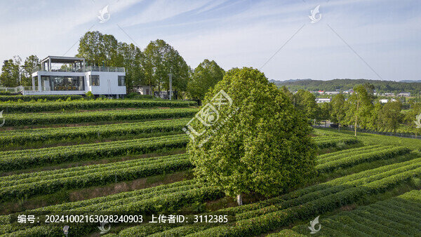 長(zhǎng)沙三棵樹(shù)茶園