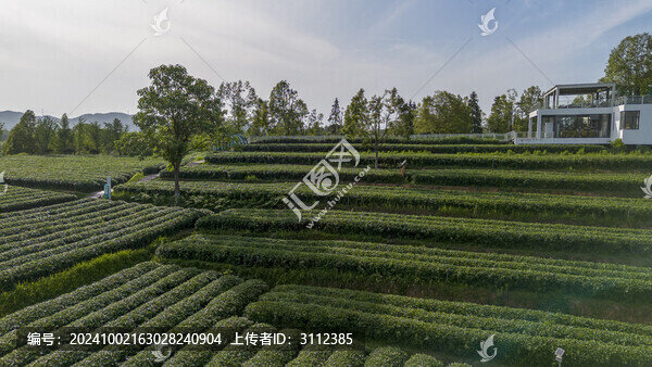 長(zhǎng)沙三棵樹茶園