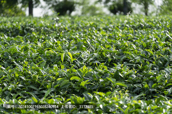 長沙三棵樹茶園