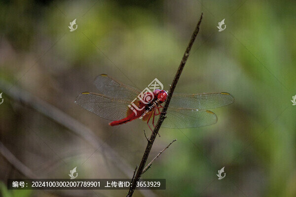 紅蜻蜓