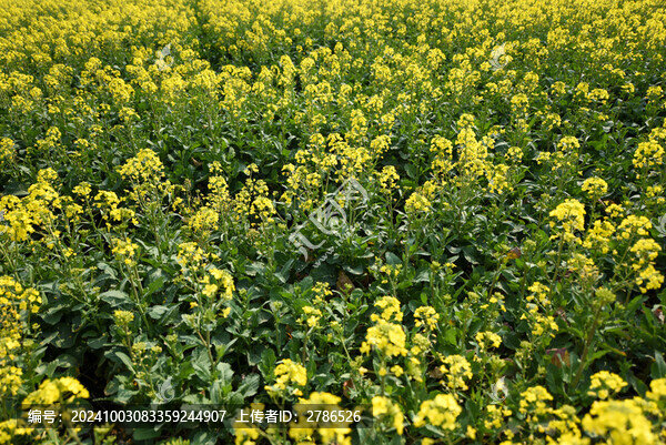 金黃的油菜花