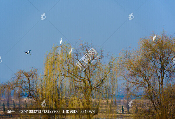 春之韻
