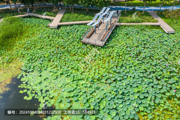 航拍鄭州北龍湖濕地碧綠荷塘荷葉
