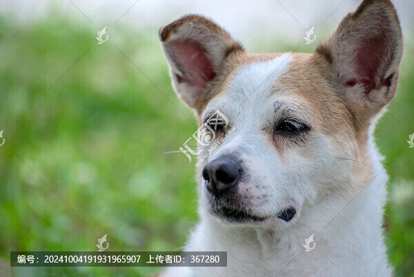 寵物犬頭像