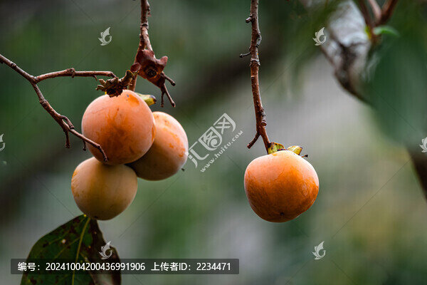 柿子