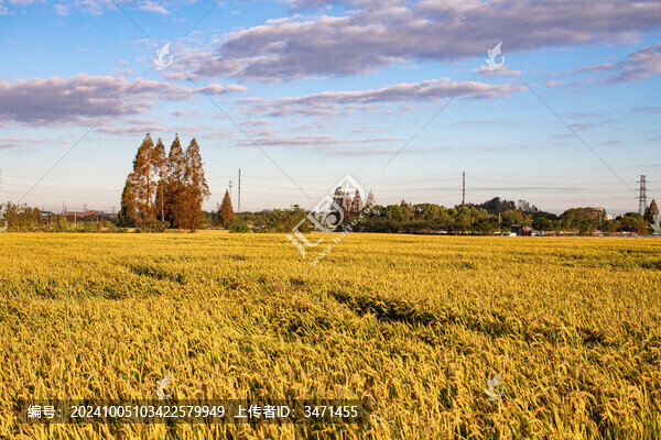 稻田