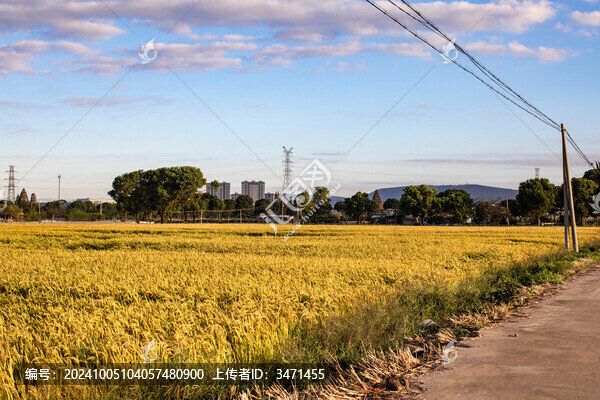 金色稻田