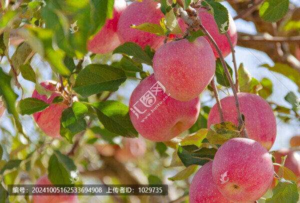 紅彤彤蘋(píng)果