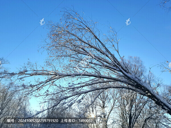 山林秋雪