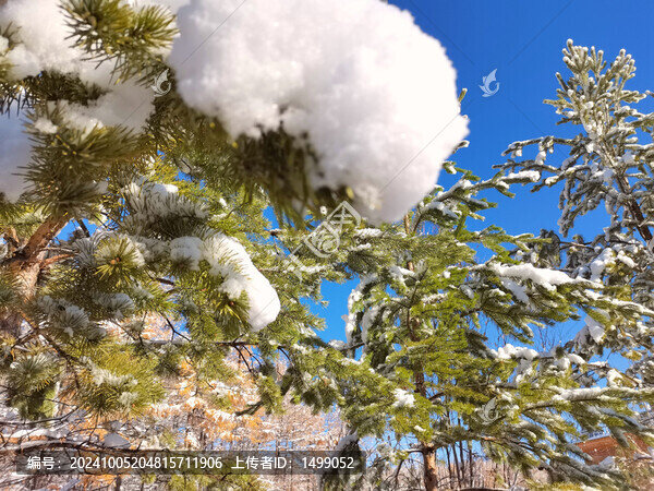 山林秋雪