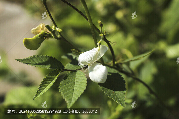 扁豆花