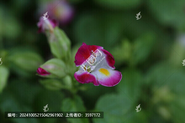 藍(lán)豬耳