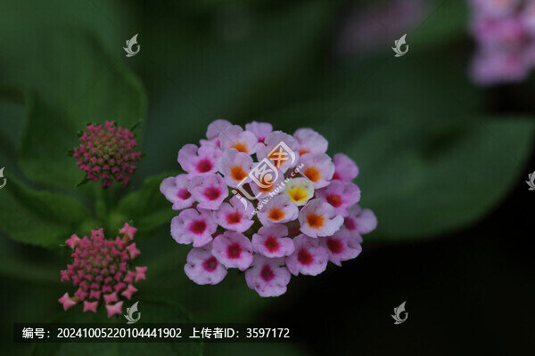 馬纓丹