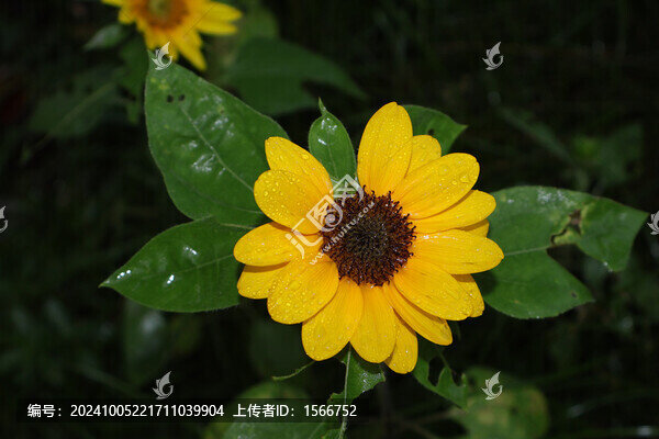 向日葵