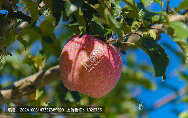 紅彤彤蘋果