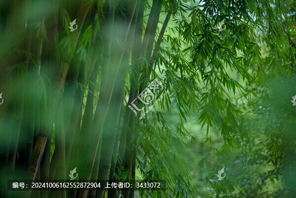 綠色竹林里的竹葉