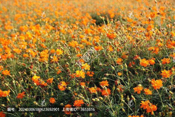 硫華菊
