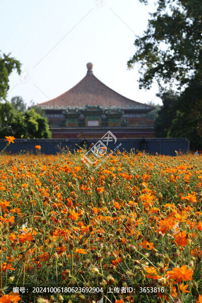 北海公園硫華菊