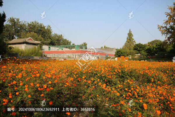 北海公園硫華菊
