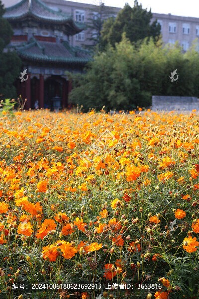 北海公園硫華菊