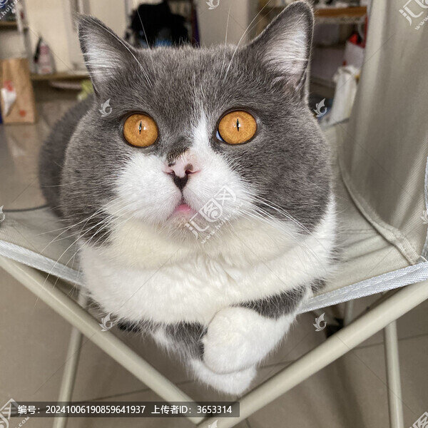 大頭小貓