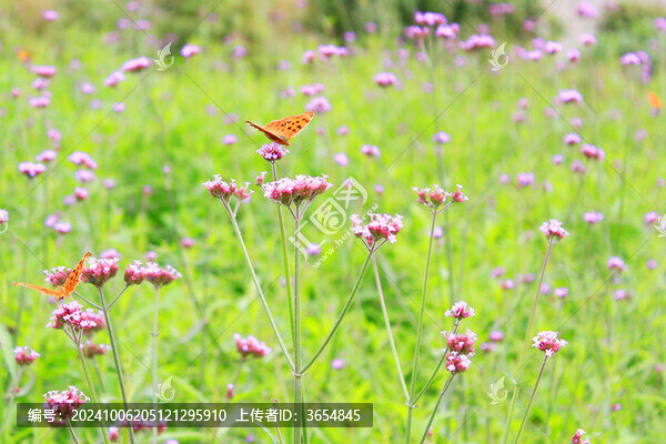 蝴蝶花朵春天