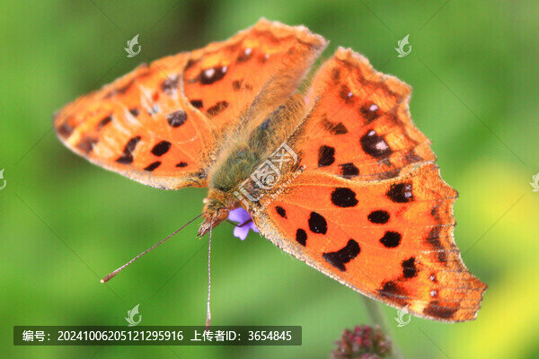 蝴蝶花朵春天