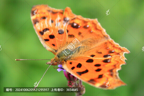 蝴蝶花朵春天