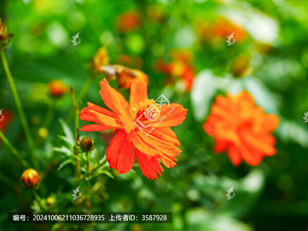 盛開(kāi)的秋英花
