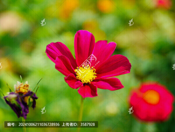 盛開的秋英花