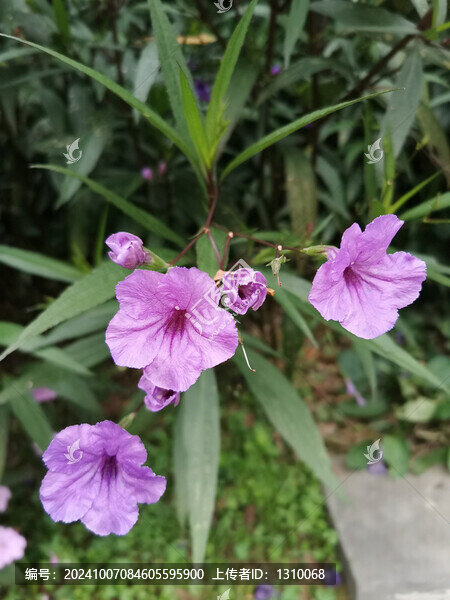 藍(lán)花草
