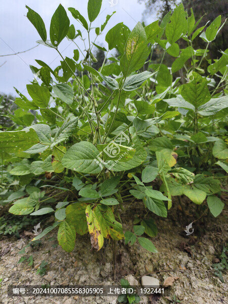 黃豆植株