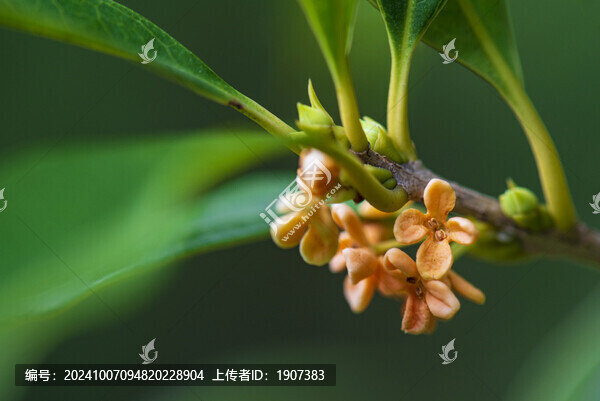 桂花