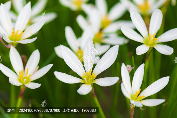 白色花卉