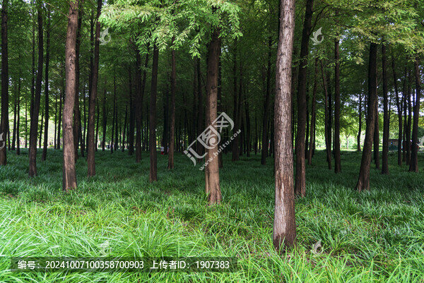 樹(shù)林