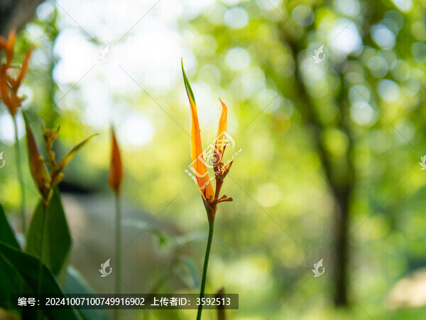蝎尾蕉花卉