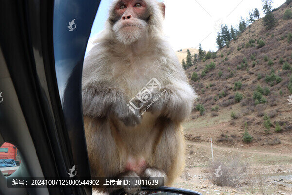 獼猴