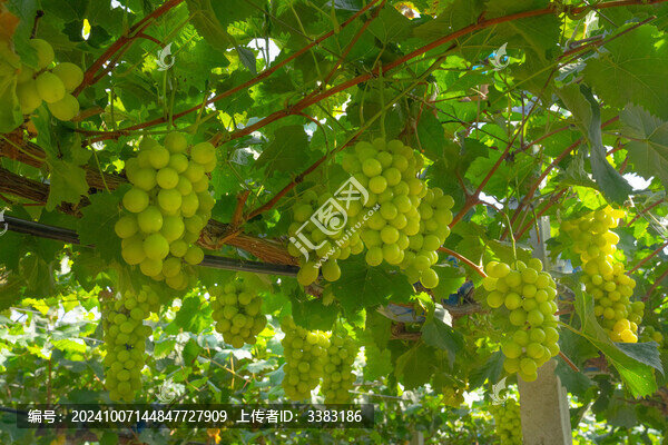 陽(yáng)光玫瑰葡萄園綠色葡萄種植